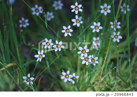 庭石菖ニワゼキショウ 花言葉は 豊かな感情 の写真素材