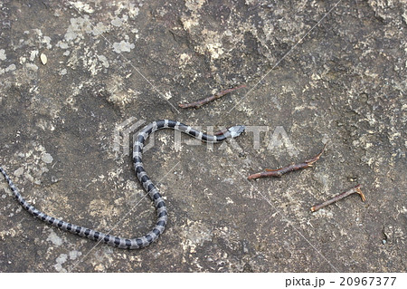 幻の蛇シロマダラ 幻の蛇シロマダラ 20967377
