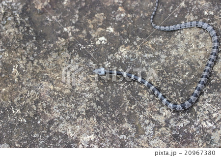 幻の蛇シロマダラの写真素材