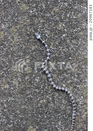 舌を出しているシロマダラ 舌を出しているシロマダラ 20967383