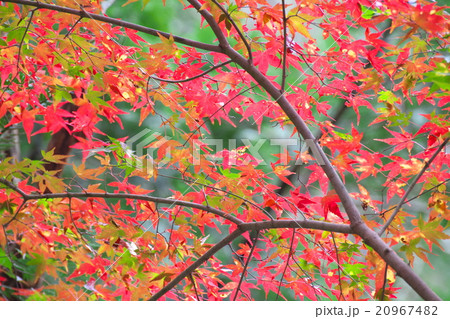 紅葉 20967482