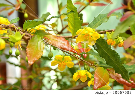 ミッキーマウスノキ花 20967685