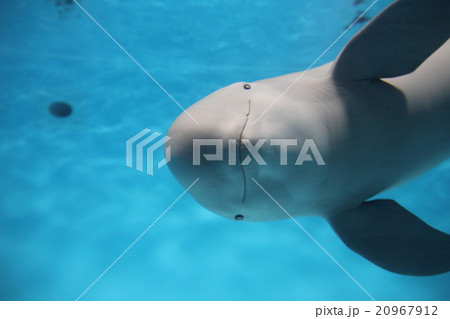 スナメリ 20967912