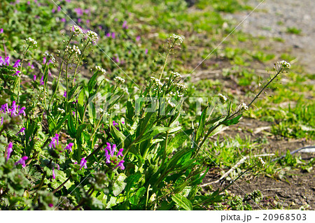 ぺんぺん草とほとけのざ ぺんぺん草とほとけのざ 20968503