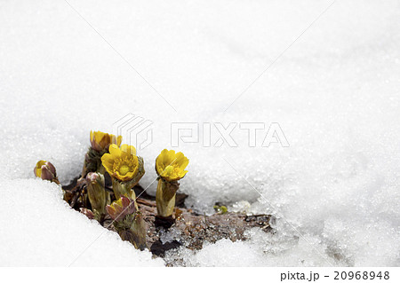 雪割り福寿草の写真素材 9648