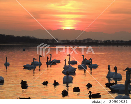 多々良沼の夕暮れ 多々良沼の夕暮れ 20969381