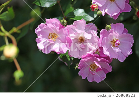 ハマナス似の珍しいバラの写真素材