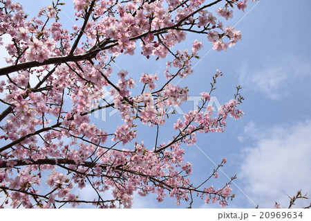 天下一ひむか桜　（宮崎県延岡市） 20969634