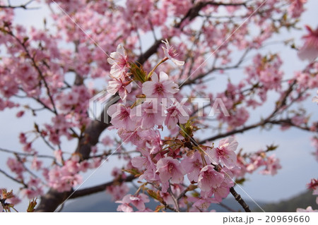 天下一ひむか桜　（宮崎県延岡市） 20969660