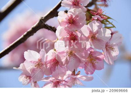 天下一ひむか桜　（宮崎県延岡市） 20969666