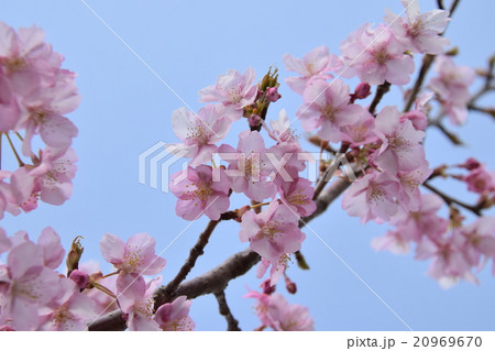 天下一ひむか桜　（宮崎県延岡市） 20969670