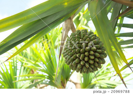 アダンの果実 アダンの果実 20969788