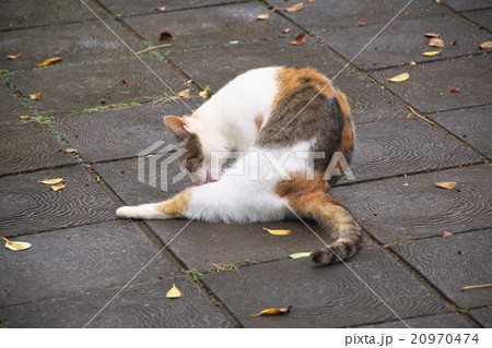 毛づくろいをする沖縄のネコ 20970474