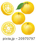 ゆず単体 20970797