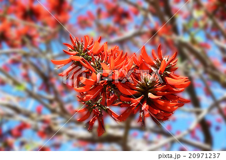 青い春の空がコーラルツリーの赤い花で一杯ですの写真素材