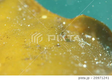 天使の輪 ダンゴウオ スキューバダイビング 天使の輪 ダンゴウオ スキューバダイビング 20971241