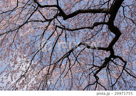 しだれ桜 しだれ桜 20971755