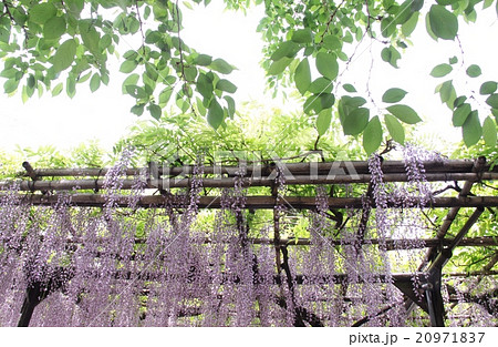 藤棚と青葉 20971837
