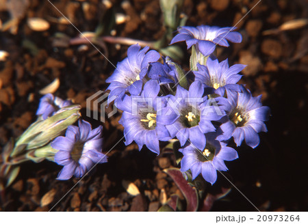 フデリンドウ(山野草) 20973264