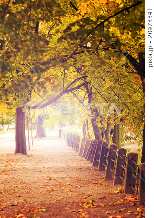 vintage photo of autumn trees alley 20973341