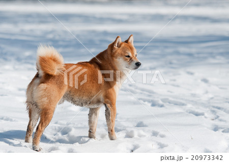 dirty shiba inu dog on snow 20973342
