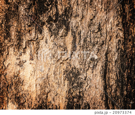 Grunge of wood texture Grunge of wood texture 20973374