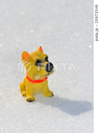 雪原の仔犬 20973546