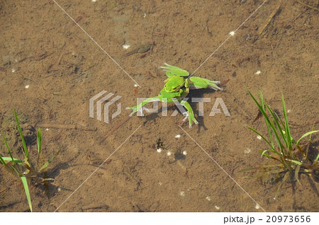 田んぼの蛙 田んぼの蛙 20973656