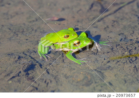 田んぼの蛙 田んぼの蛙 20973657