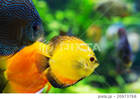 colorful sea fish in the aquarium colorful sea fish in the aquarium 20973768