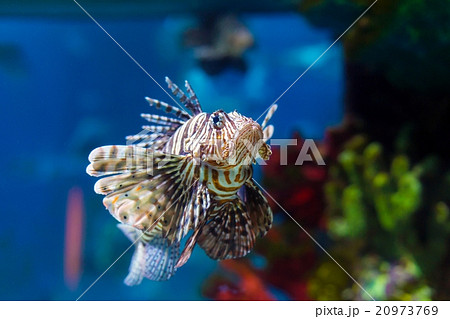 colorful sea fish in the aquarium 20973769