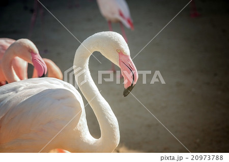 Flock of pink flamingos Flock of pink flamingos 20973788