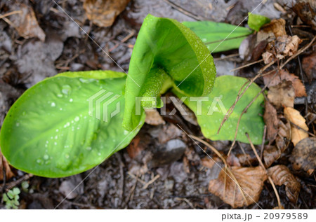 開花前の水芭蕉 20979589