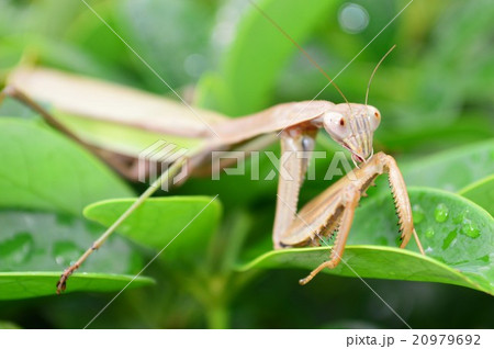 オオカマキリのメス　葉の上で 20979692