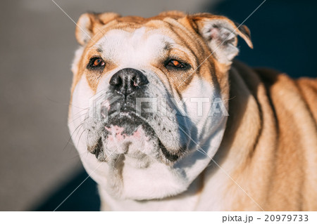Close up of Ca de Bou or Perro de Presa Mallorquin Close up of Ca de Bou or Perro de Presa Mallorquin 20979733