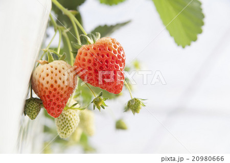 イチゴ  20980666