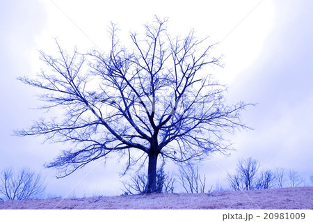 一本の木 一本の木 20981009