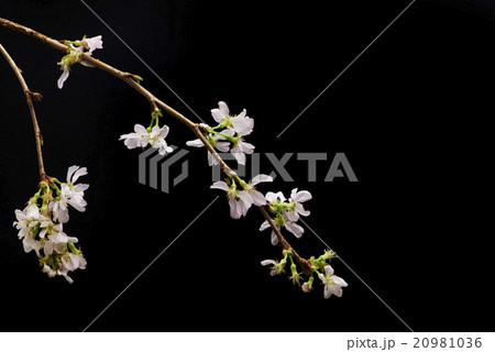 夜桜 夜桜 20981036