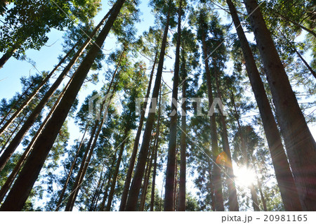 植樹林の森 20981165