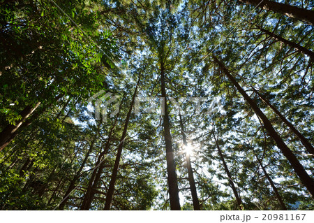 植樹林の森 植樹林の森 20981167