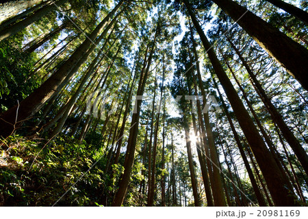 植樹林の森 20981169