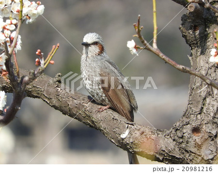 梅の枝にとまるヒヨドリ 20981216