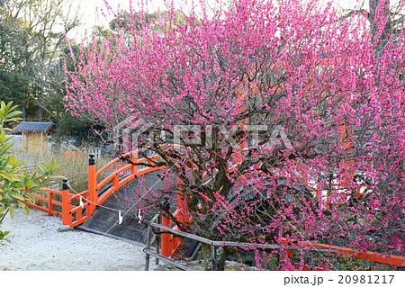 京都　下鴨神社　光琳の梅 20981217