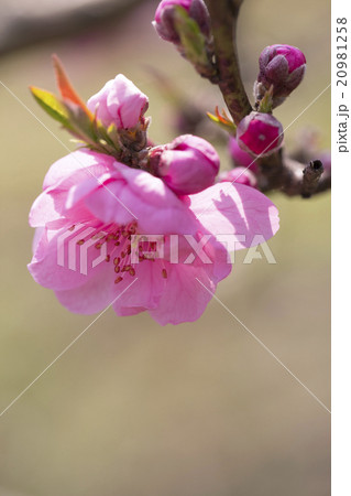 花桃 20981258