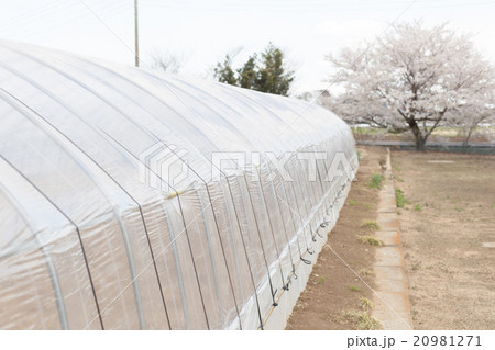 farm farm 20981271