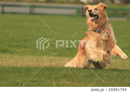 躍動感のある大型犬の写真素材