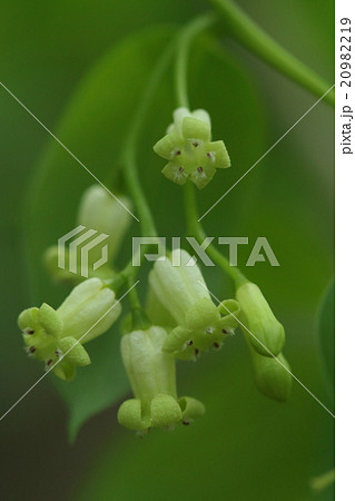 自然　植物　ボロボロノキ、白檀に似た香りで花の存在に気づきますが高枝に咲く花はなかなか見つかりません 20982219