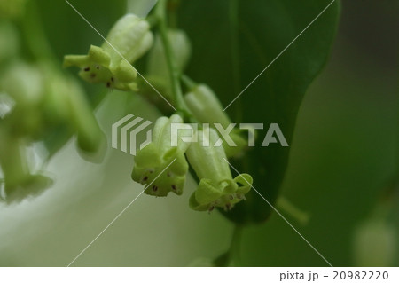 自然　植物　ボロボロノキ、石垣島では二月ころに満開になります 20982220