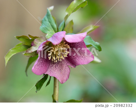 赤紫のレンテンローズ 20982332