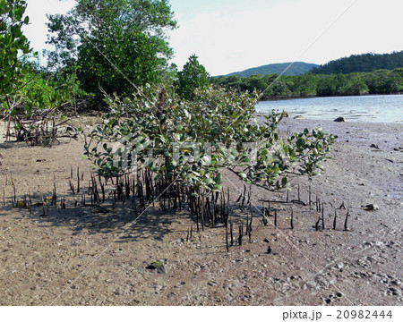 西表島 西表島 20982444